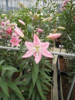 [1771 Tiara EVR No02.JPG]